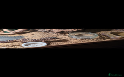 Leopard Gecko reptiles for sale: Leopard gecko and setup - Image 6