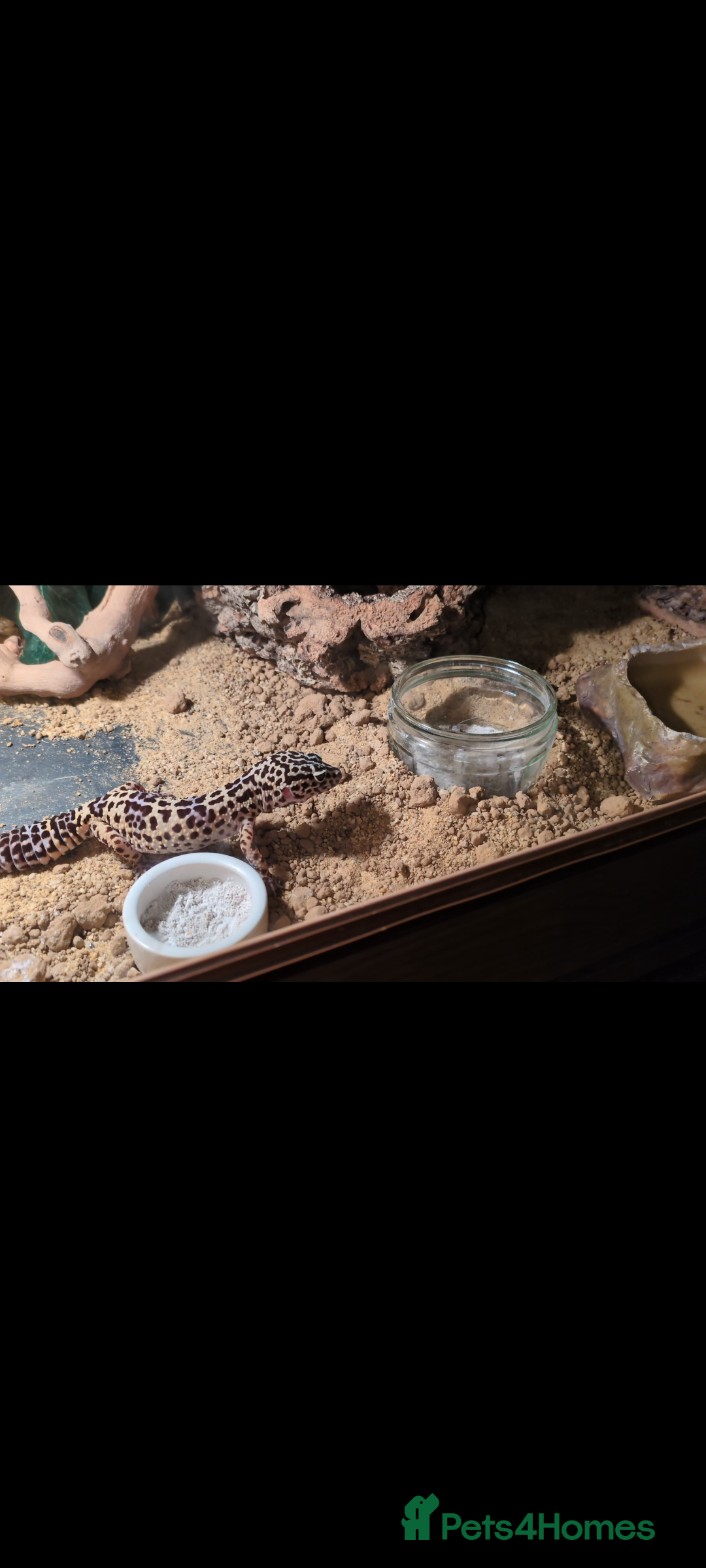 Leopard Gecko reptiles for sale: Leopard gecko and setup - Image 6