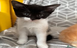 European cats for sale: Playful boy litter trained  - Image 6