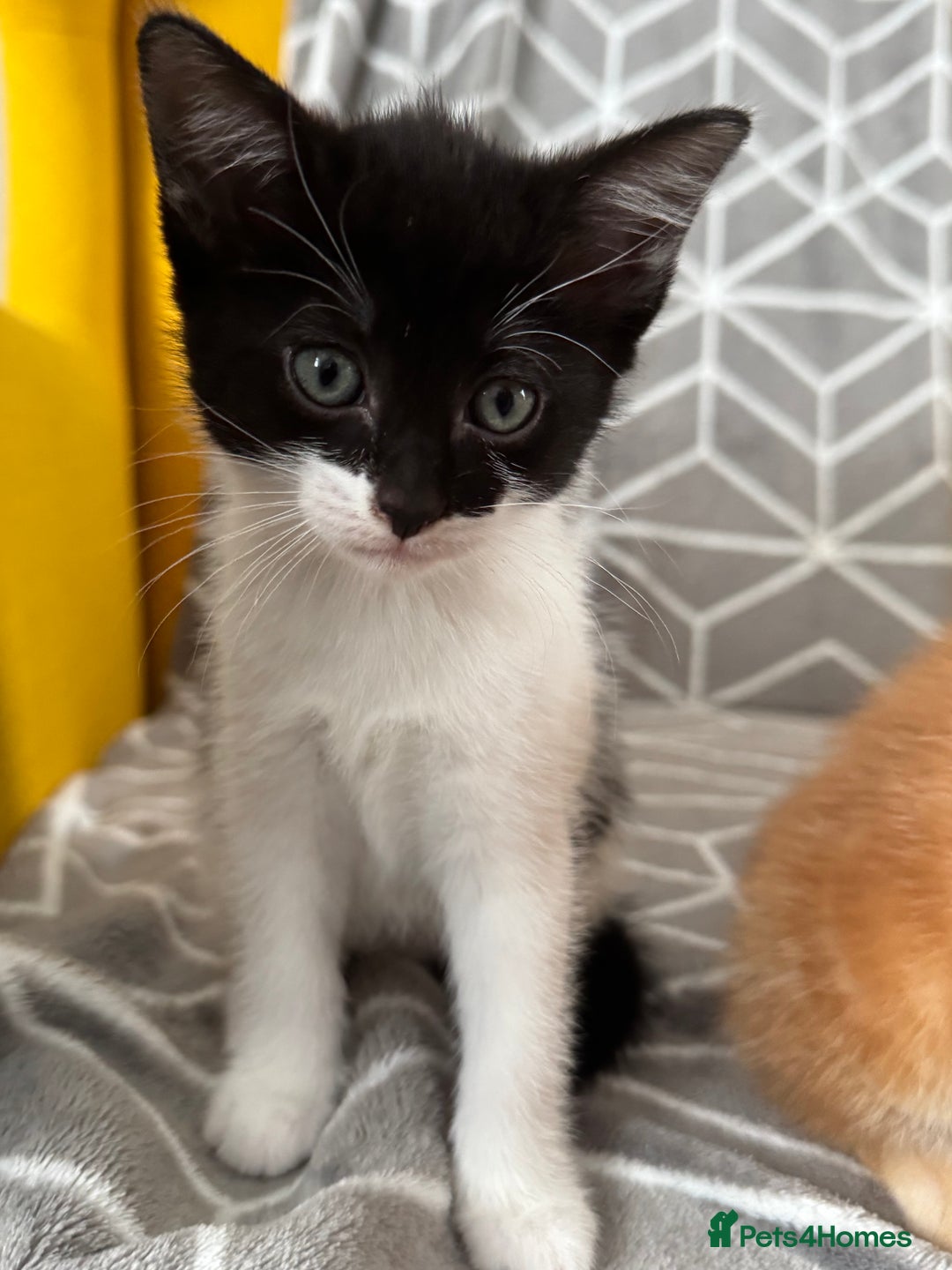 European cats for sale: Playful boy litter trained  - Image 6