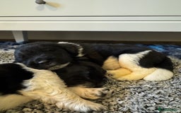 Newfoundland dogs for sale: QUALITY KC REGISTERED NEWFOUNDLAND PUPPIES - Image 5