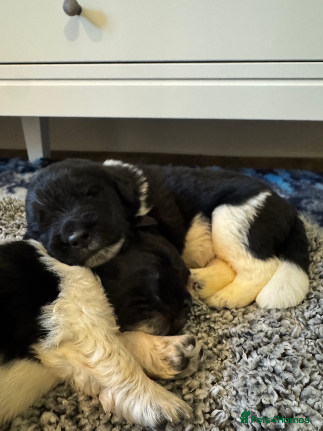 Newfoundland dogs for sale: QUALITY KC REGISTERED NEWFOUNDLAND PUPPIES - Image 5