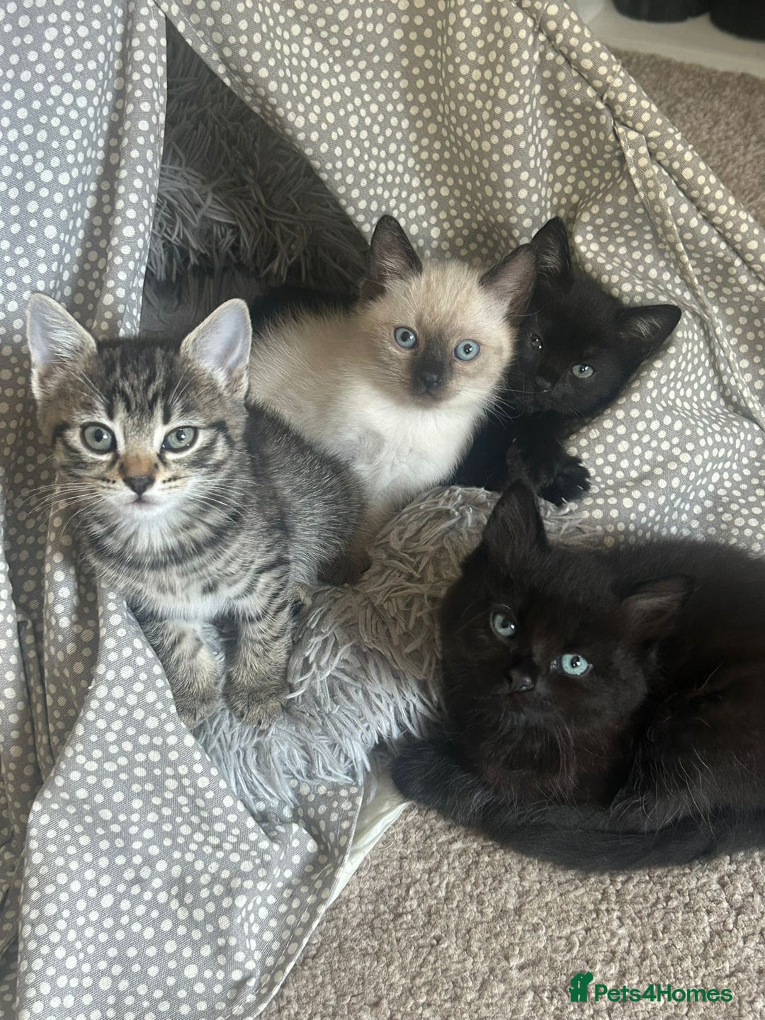 Ragdoll cats for sale: Mixed ragdoll kittens - Image 2