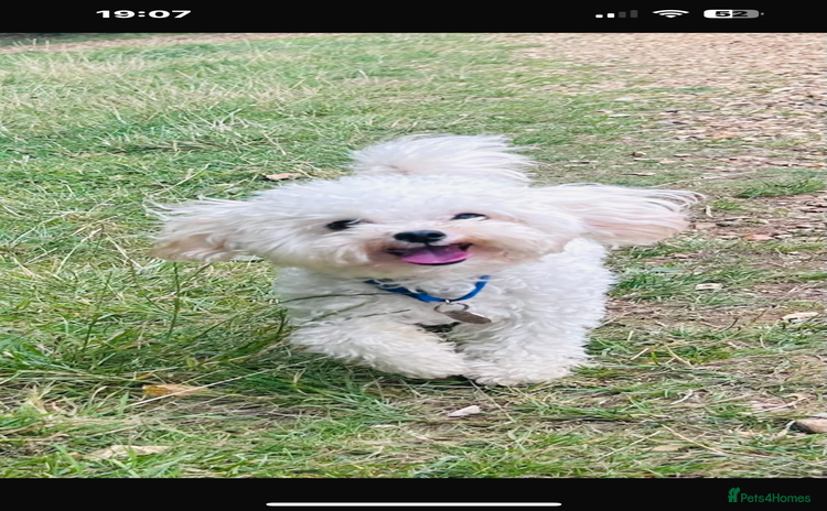 Toy Poodle dogs - Advert 4