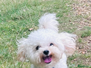 Toy Poodle dogs - Advert 21