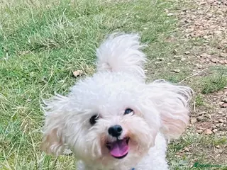 Toy Poodle dogs Asian Toy Poodle - Advert 6