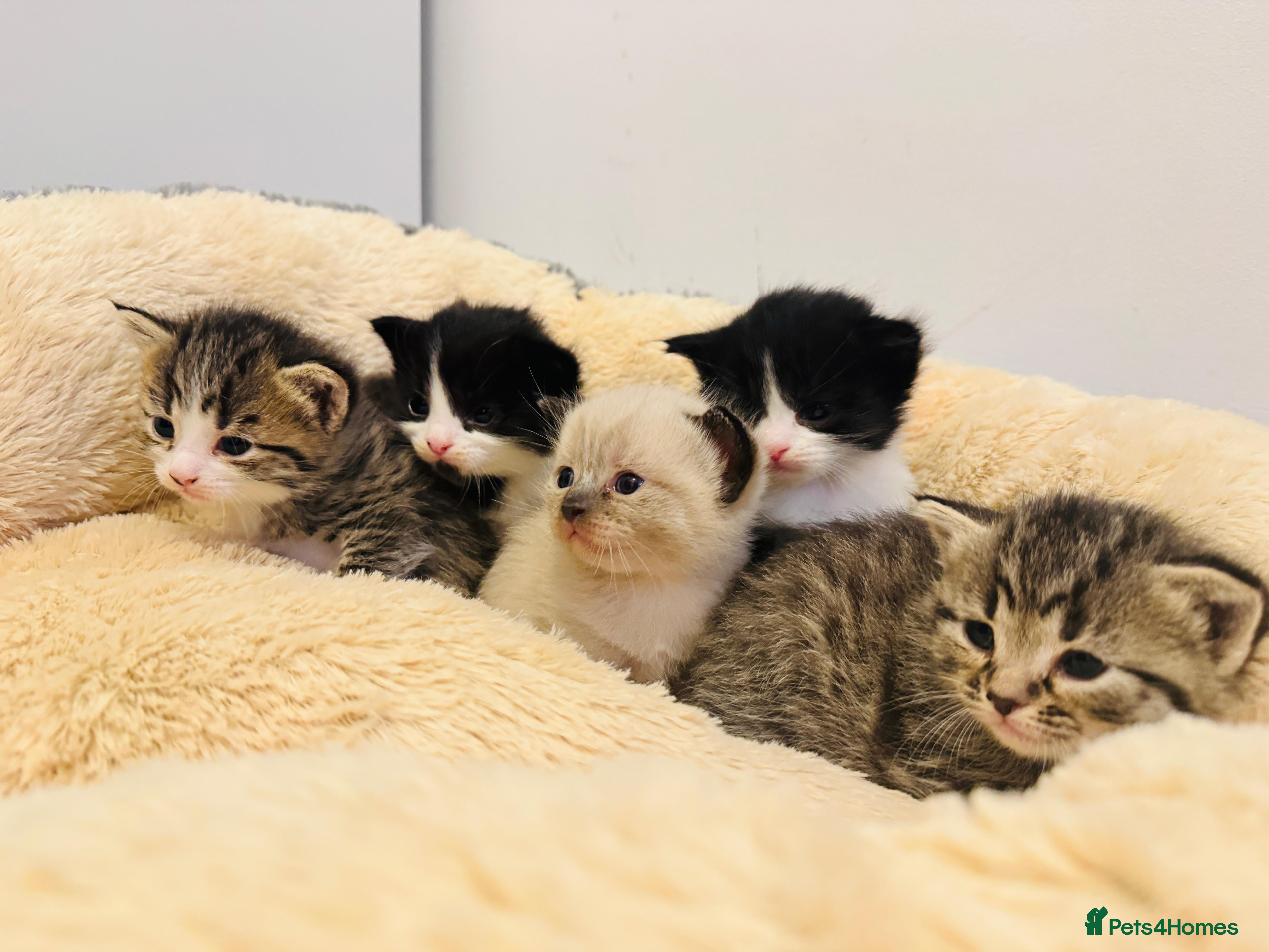 Mixed Breed cats Kittens for sale - Advert 1