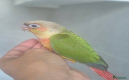 Conures birds for sale: Handreared  - Image 6