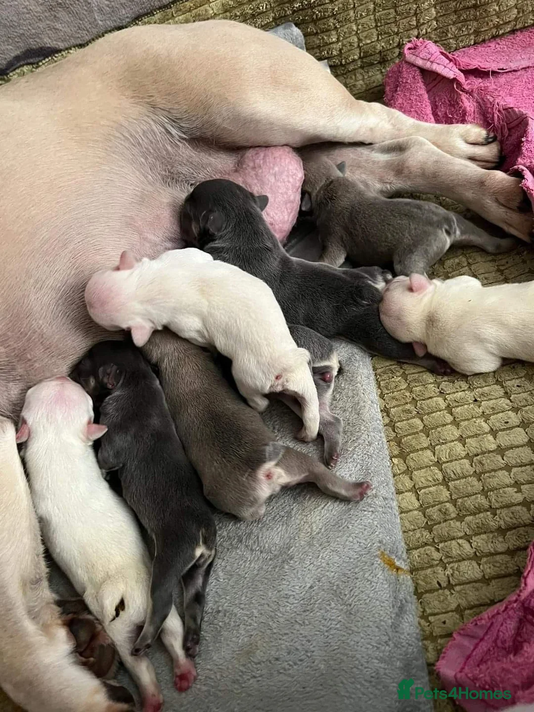 French Bulldog dogs for stud: kc French Bulldog Stud - Advert 24