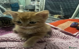 Domestic Shorthair cats for sale: Tabby kittens - Image 6