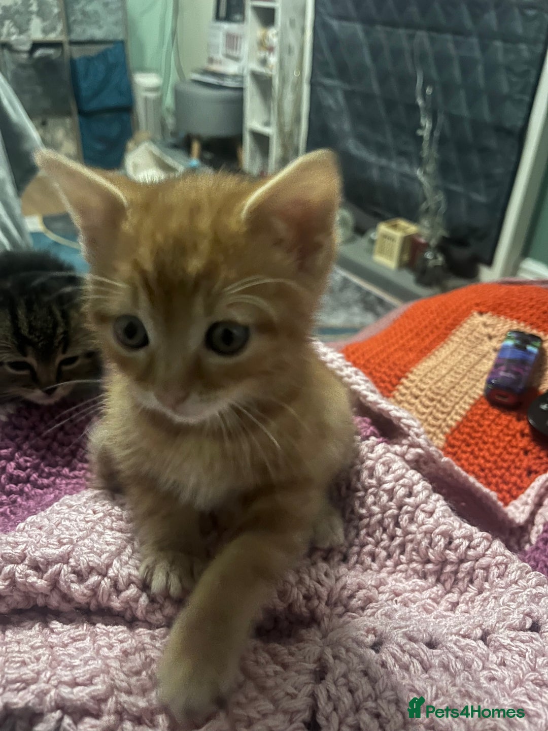 Domestic Shorthair cats for sale: Tabby kittens - Image 6