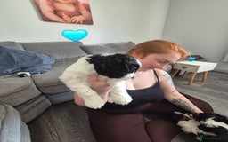 Cockalier dogs for sale: Cavalier king Charles spaniel x cocker spaniel  - Image 8