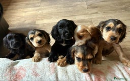 Cocker Spaniel dogs for sale: Show type Cocker Spaniel Puppies - Image 17
