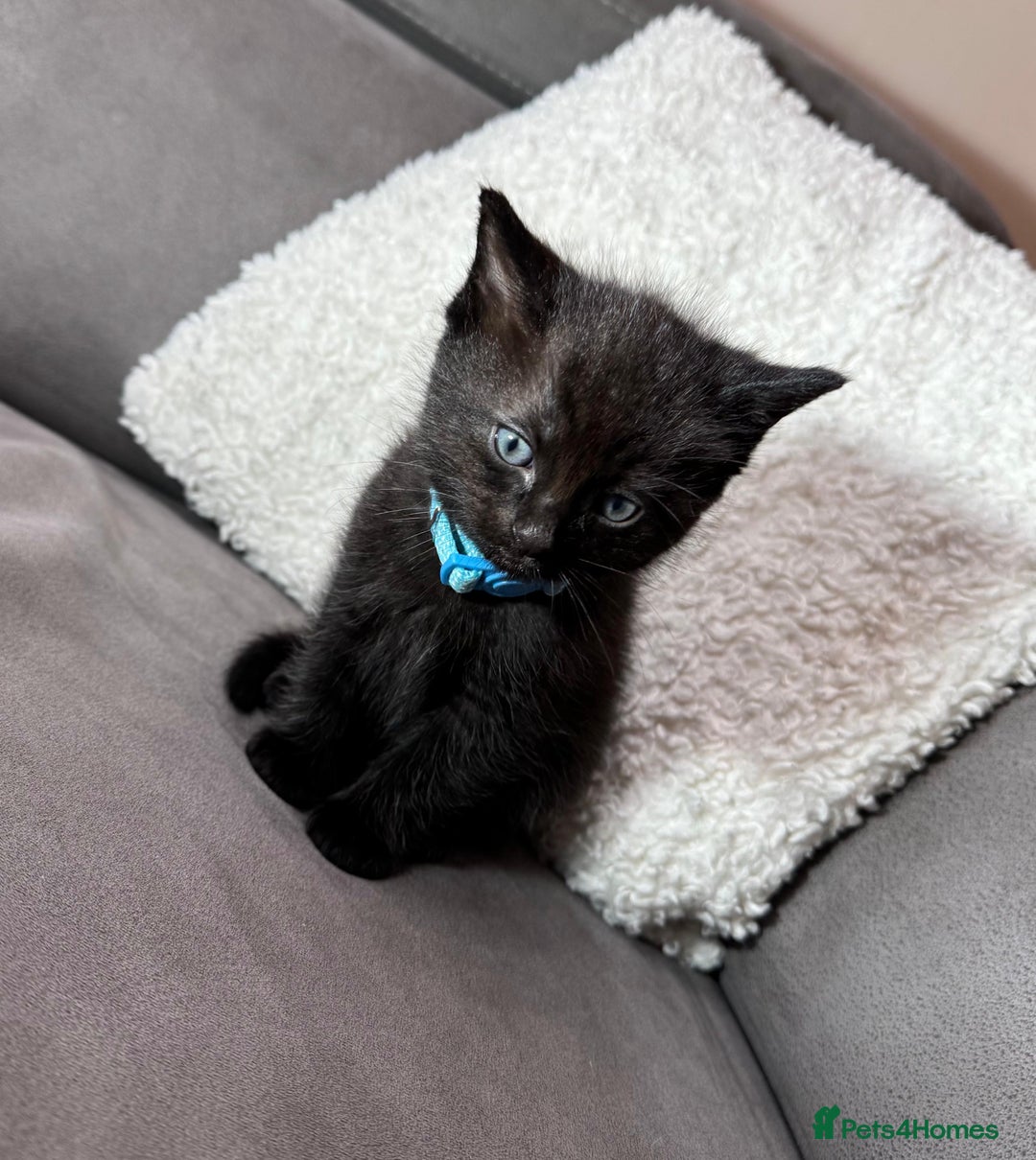 Ragdoll cats for sale: Adorable Ragdoll–Bombay Kittens - Image 7