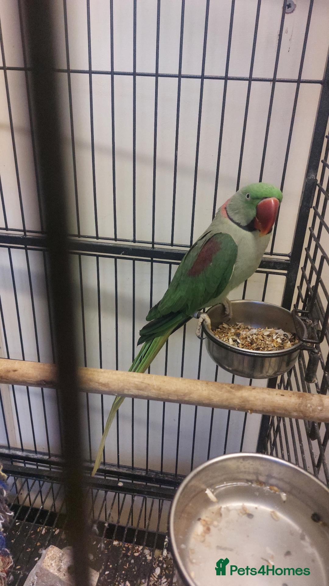 Parrots birds for sale: Alexandrine parrot  - Advert 15