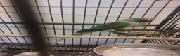 Parrots birds for sale: Alexandrine parrot  - Advert 1