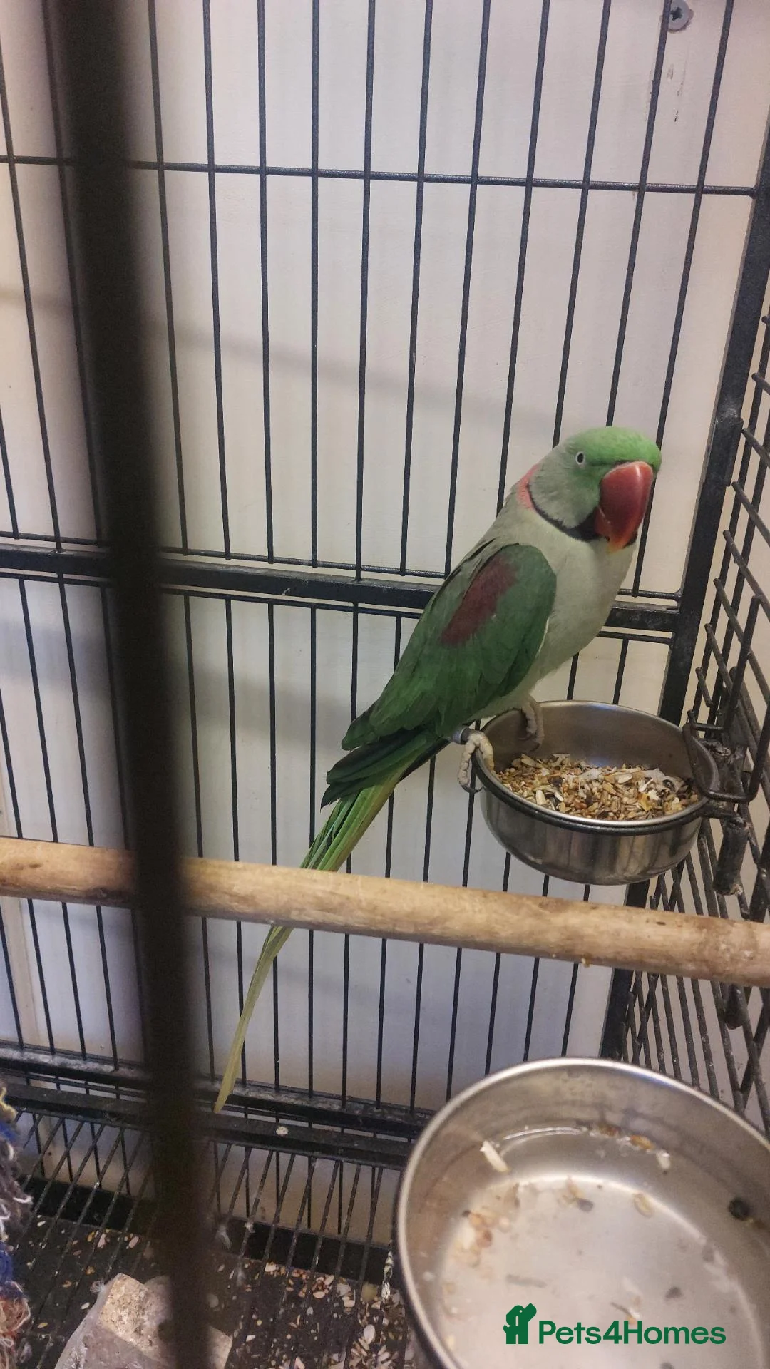 Parrots birds for sale: Alexandrine parrot  - Advert 1