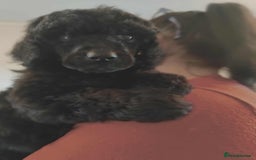 Shihpoo dogs for sale: Standard poodle x shihpoo - Image 27