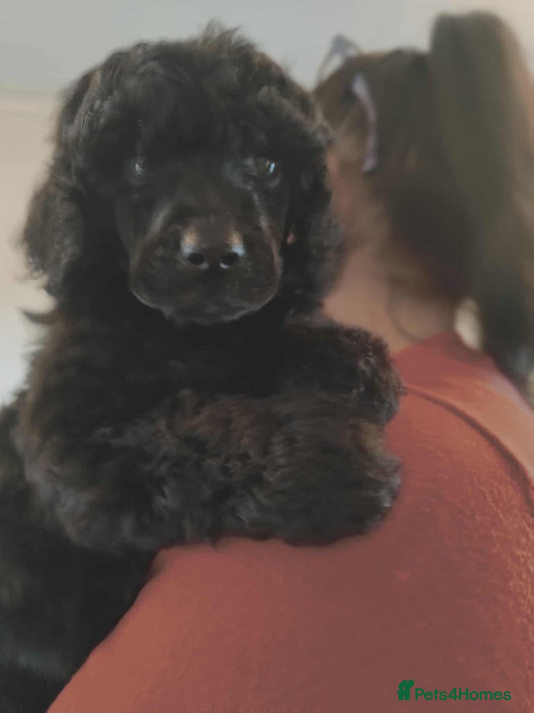Shihpoo dogs for sale: Standard poodle x shihpoo - Image 27