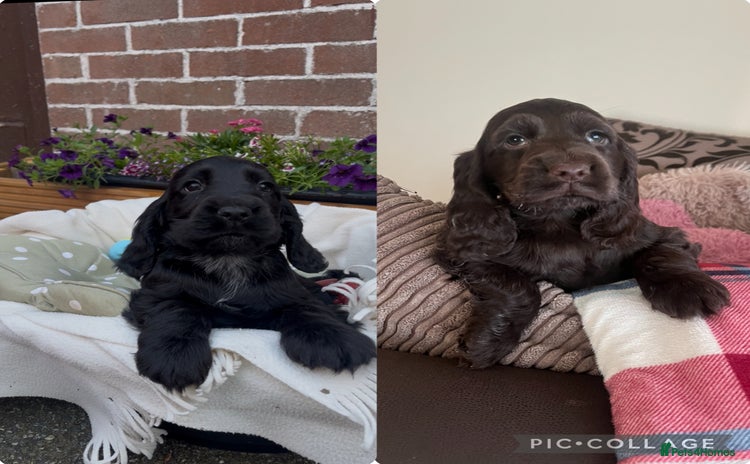 Cocker Spaniel dogs - Advert 11