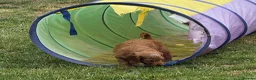 Cockapoo dogs for sale: READY NOW Last cheeky boy available - Advert 10