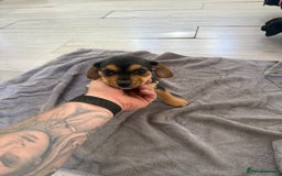 Mixed Breed dogs for sale: 🐶 Adorable 8-Week-Old Caverjack Puppies for Sale - Image 6