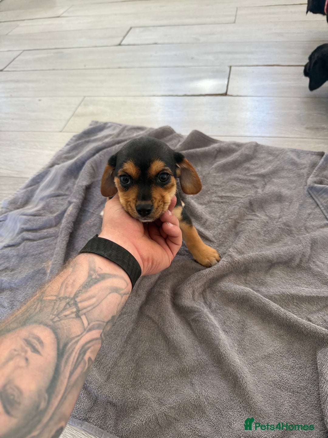 Mixed Breed dogs for sale: 🐶 Adorable 8-Week-Old Caverjack Puppies for Sale - Image 6