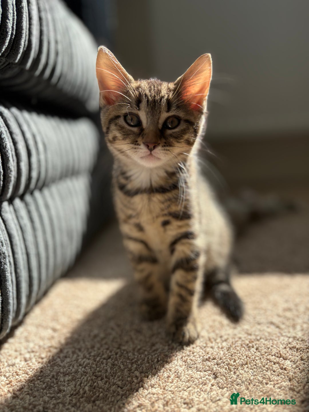 Domestic Shorthair cats for sale: Two Girl Kittens For Sale £100 o.n.o The Pair  - Image 7