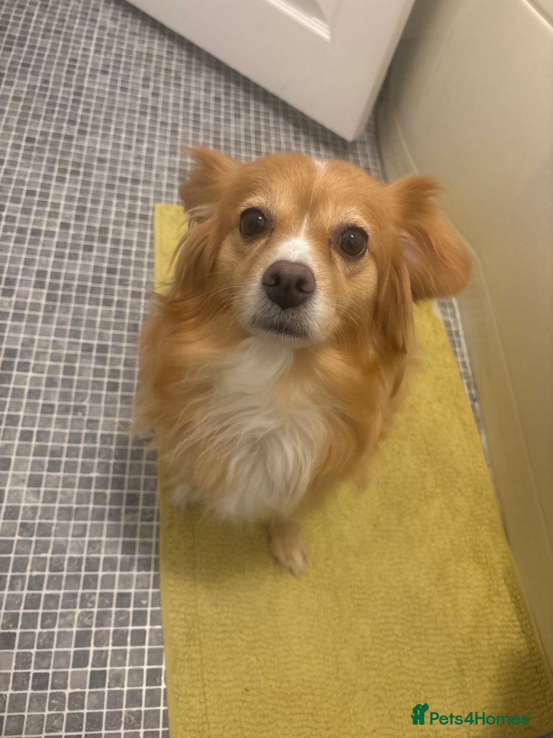 Mixed Breed dogs for sale: Fluffy tan girl ready for new home  - Advert 5