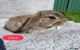 Mini Lop rabbits for sale: Gorgeous mini lops looking for forever homes  - Image 4