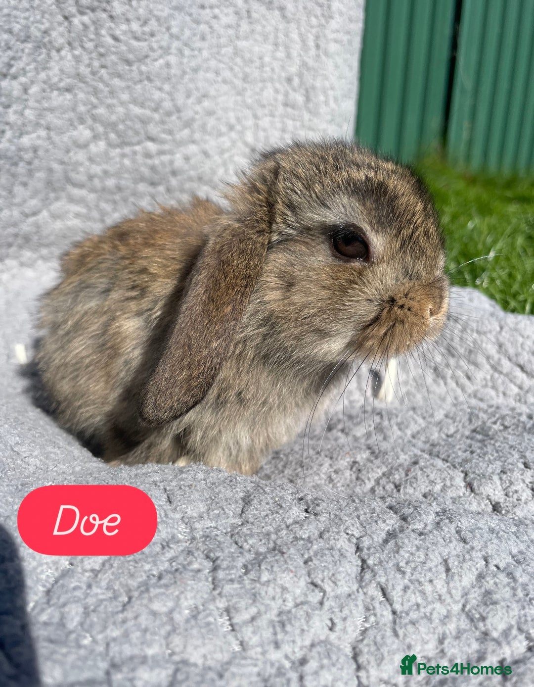Mini Lop rabbits for sale: Gorgeous mini lops looking for forever homes  - Image 4