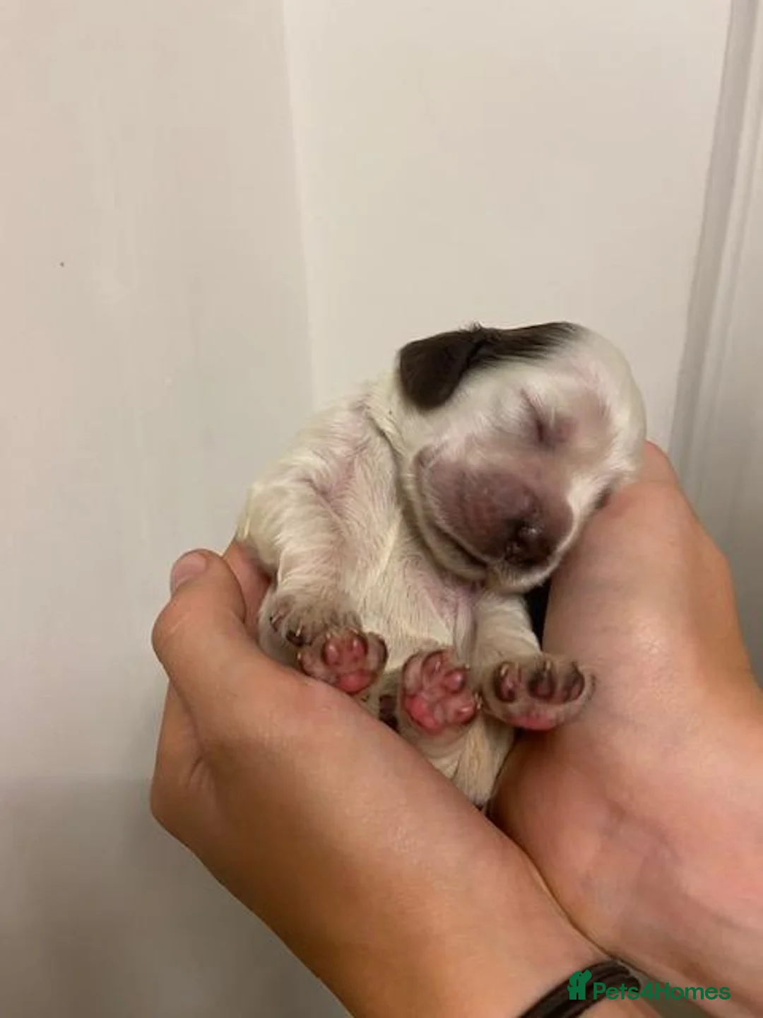 Cocker Spaniel dogs for sale: Stunning KC Choc. Roan Show Cocker Spaniel Pups - Advert 40