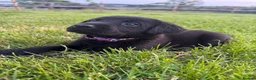 Labrador Retriever dogs for sale: Purebred Black Labrador - Advert 2