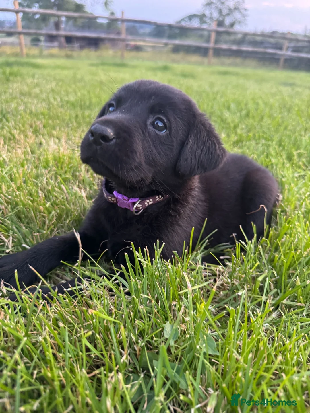Labrador Retriever dogs for sale: Purebred Black Labrador - Advert 2