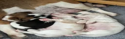 Beagle dogs for sale: Exceptional Breed Beagle Puppies in South Ockendon - Advert 11