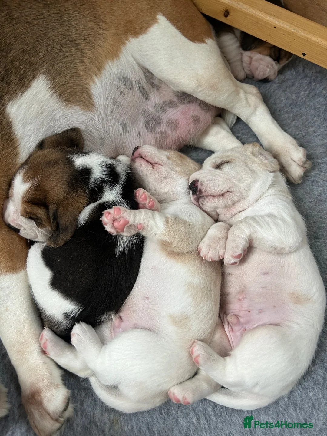Beagle dogs for sale: Exceptional Breed Beagle Puppies in South Ockendon - Advert 11