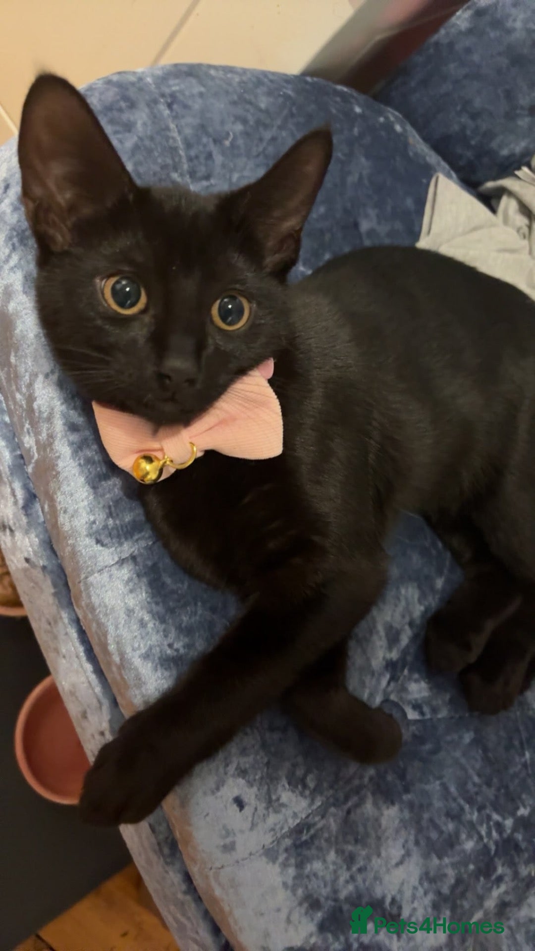 Domestic Shorthair cats Black shorthair domestic female cat  - Advert 22