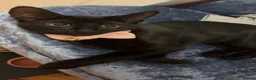 Domestic Shorthair cats for sale: Black shorthair domestic female cat  - Advert 1