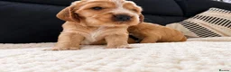Cocker Spaniel dogs for sale: KC Reg Gold Show Cocker Spaniel Puppies 🐶  - Advert 7