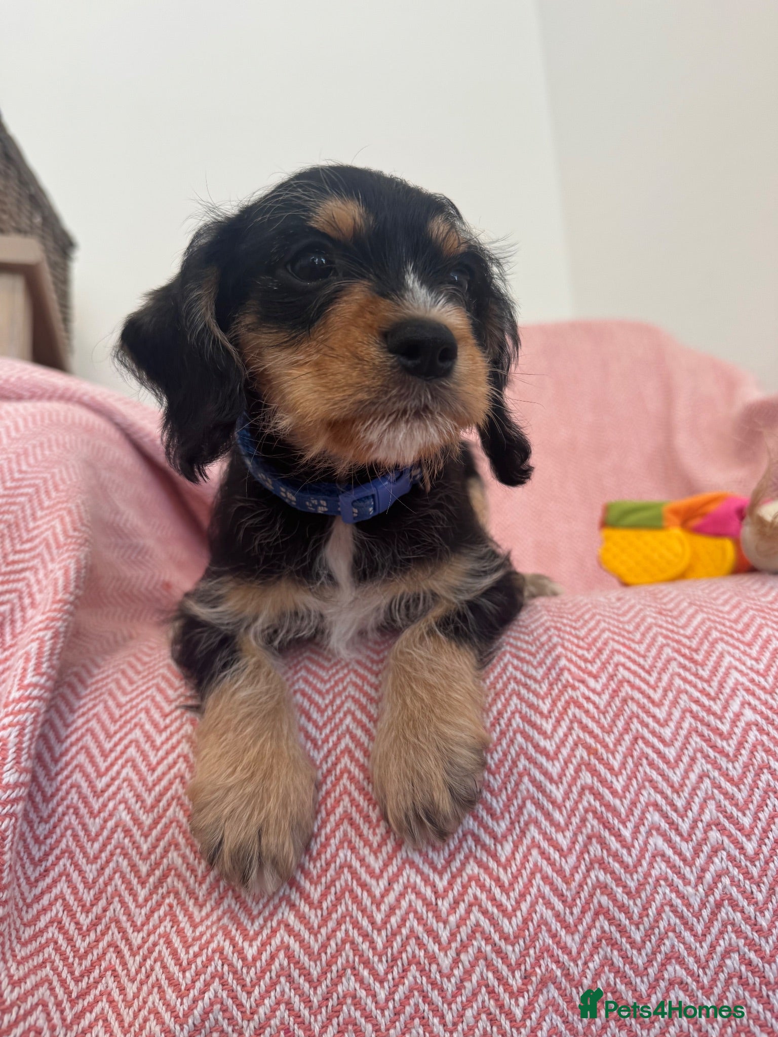 Mixed Breed dogs King Schnauzer ( Cavalier cross x  mini Schauzer)  - Advert 2