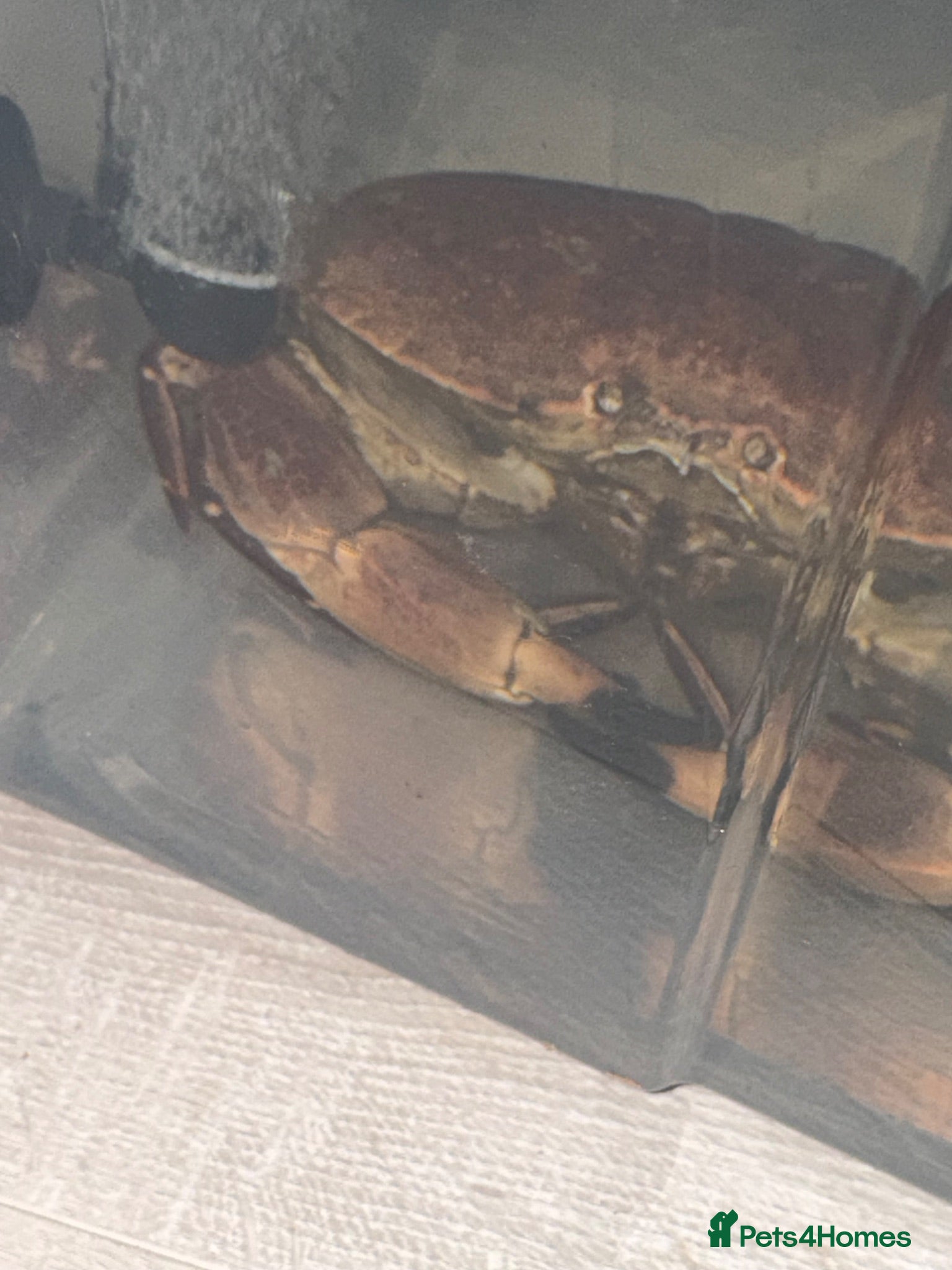 Crabs invertebrates FREE Rock Crab - Advert 5