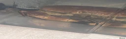 Crabs invertebrates for sale: FREE Rock Crab in Sutton Coldfield - Advert 1
