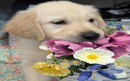 Golden Retriever dogs for sale:  KC Registered Golden Retriever Puppies.  - Image 7