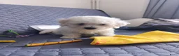 Bichon Frise dogs for sale: Bishon frise - Advert 14