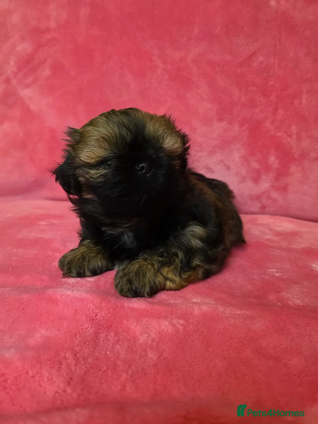 Shih Tzu dogs for sale: Two Beautiful Full Pedigree Shih Tzu Girls - Advert 9