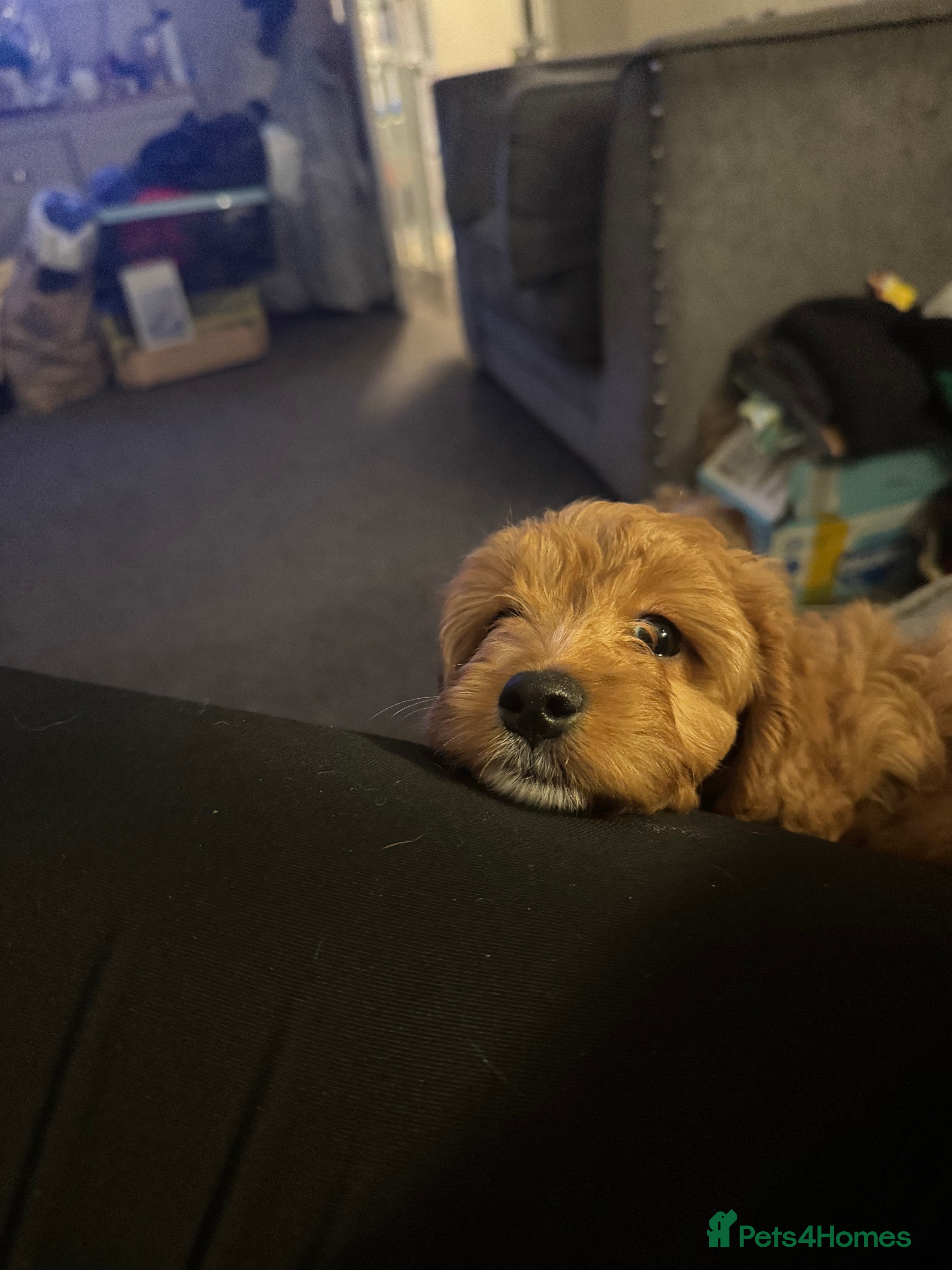 Cockapoo dogs 🐶F1 cockerpoo puppy last girl  - Advert 18