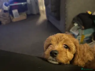 Cockapoo dogs 🐶F1 cockerpoo puppy last girl - Advert 18