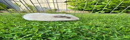 Guinea Pig rodents for sale: Guinea pigs white Teddy shape - Advert 5