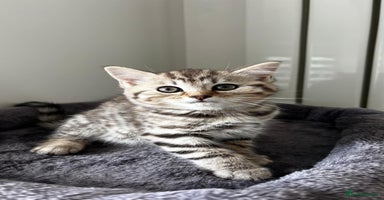 British Shorthair cats - Advert 11