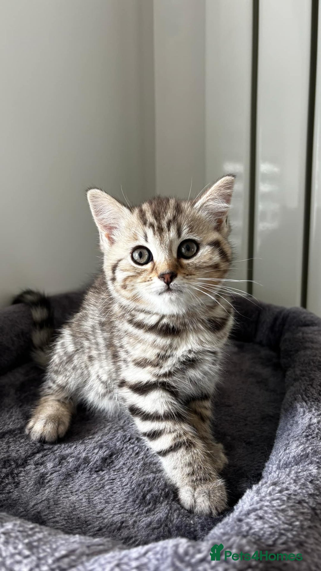 British Shorthair cats for sale: 4 lovely kittens looking for a nice home - Image 3
